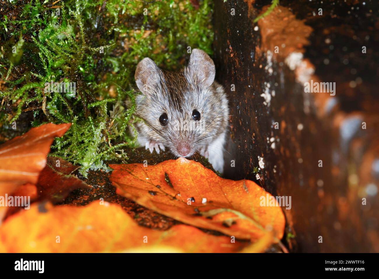 house mouse (Mus musculus), lookíng fuori dal nascondiglio, Germania Foto Stock