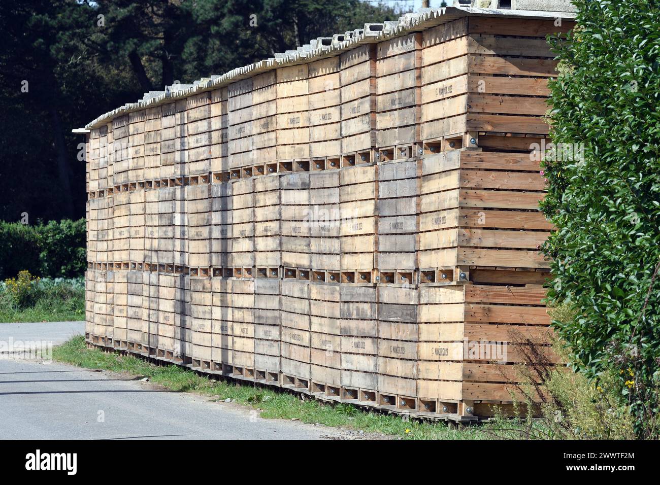 Cipolla da giardino, cipolla bulgara, cipolla comune (Allium cepa), cipolle raccolte sono immagazzinate in casse di legno e attendono il trasporto, Francia, Bretagna Foto Stock
