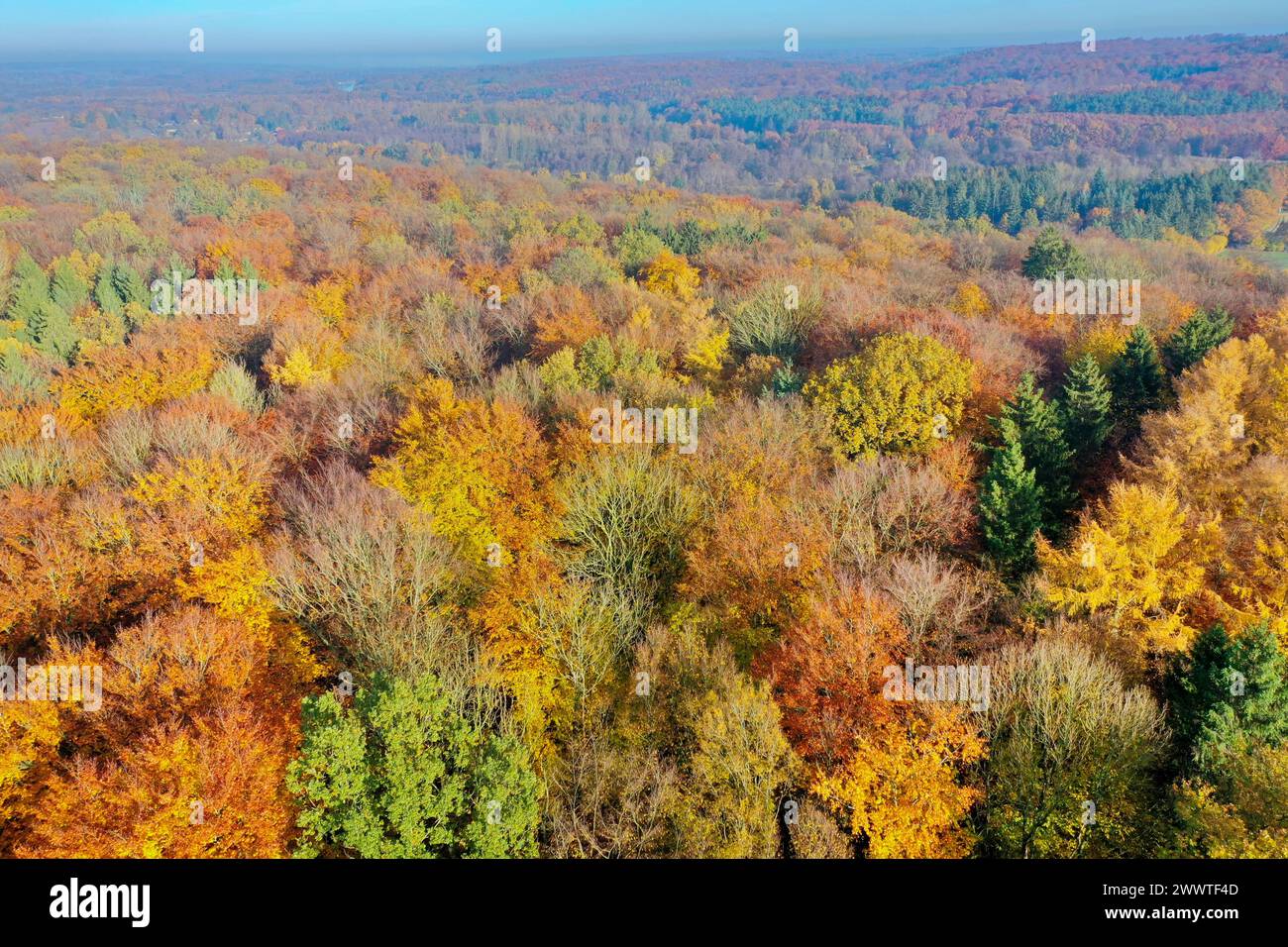 Foresta autunnale dall'alto, foto drone, Germania, Schleswig-Holstein Foto Stock