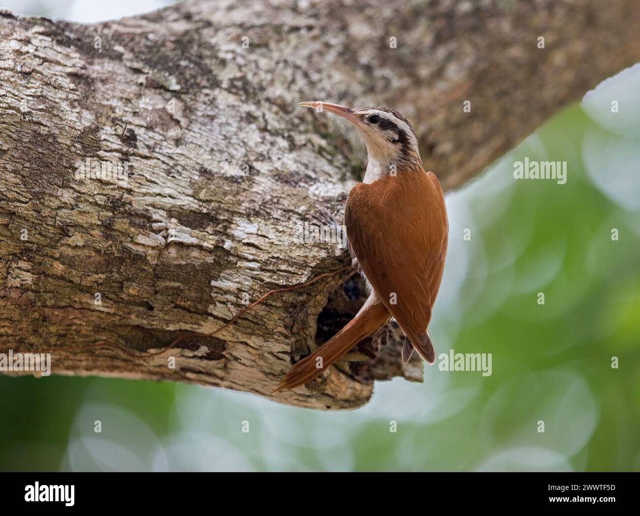 Crepuscolo in legno a becchi stretti (Lepidocolaptes angustirostris), arroccato su un ramo morto, vista laterale, Brasile, Pantanal Foto Stock