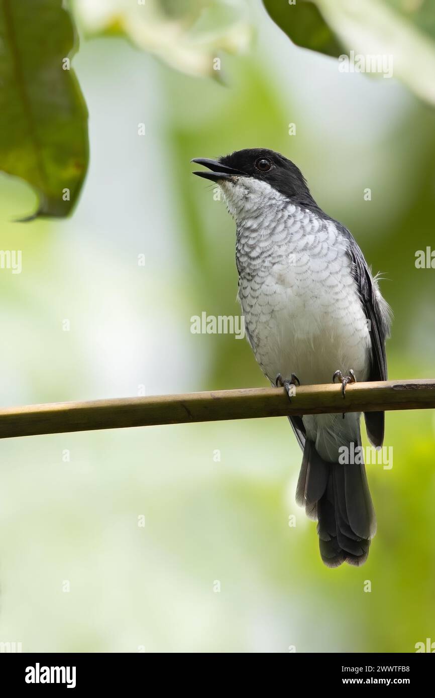 Il flycatcher della foresta africana, il flycatcher della foresta di Fraser (Fraseria ocreata), seduto su un ramo, la Guinea Equatoriale Foto Stock
