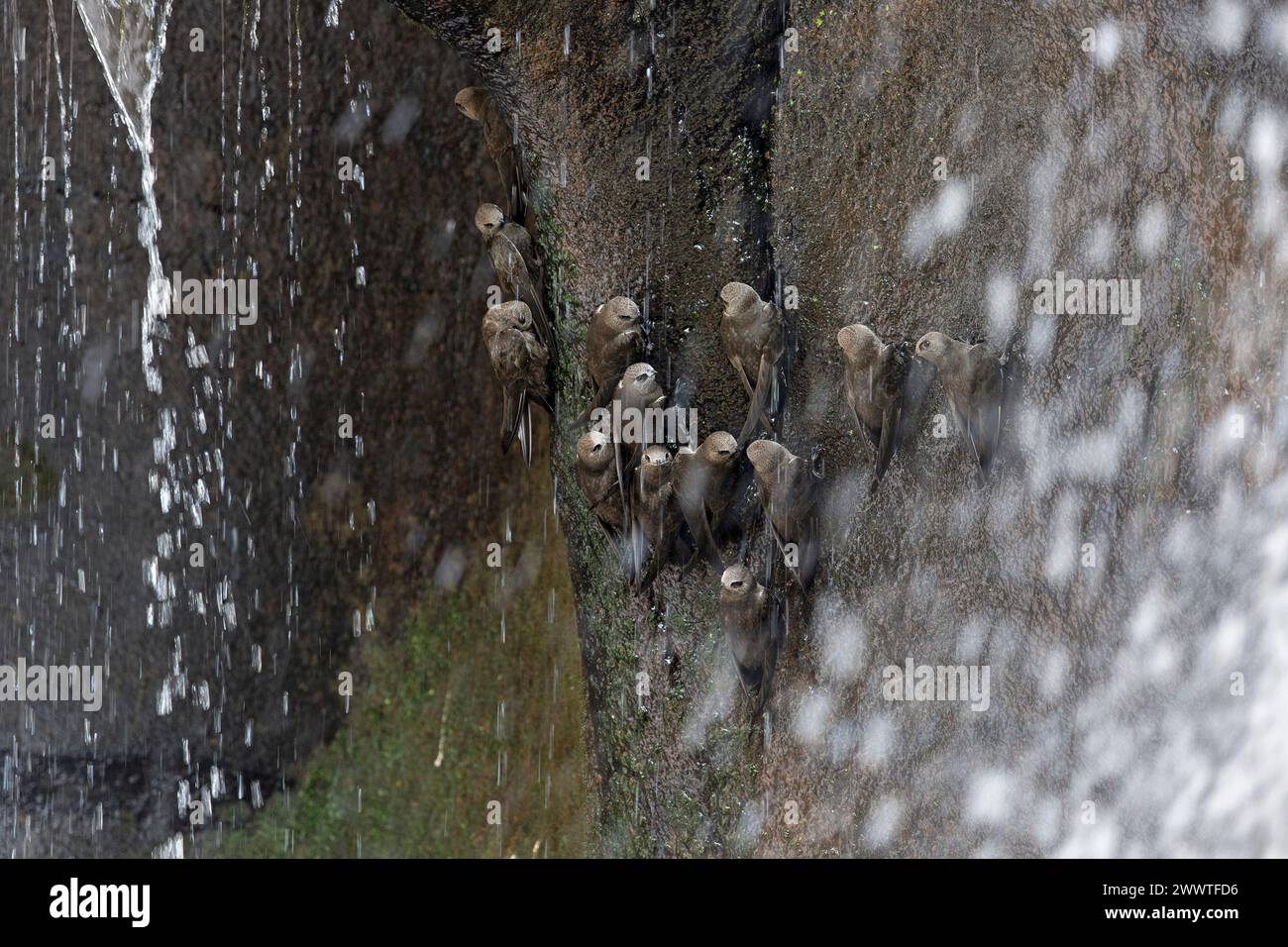 Grande vorticoso (Cypseloides senex, Aerornis senex), gruppo di adulti aggrappati a una parete rocciosa a Iguazu Falls, Argentina, Parco Nazionale dell'Iguazu Foto Stock