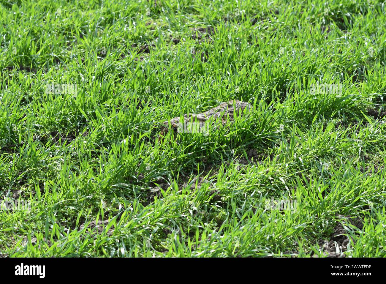 Lepre europea, lepre bruna (Lepus europaeus), ben nascosta in un campo crereale invernale in primavera, Germania, Renania settentrionale-Vestfalia Foto Stock