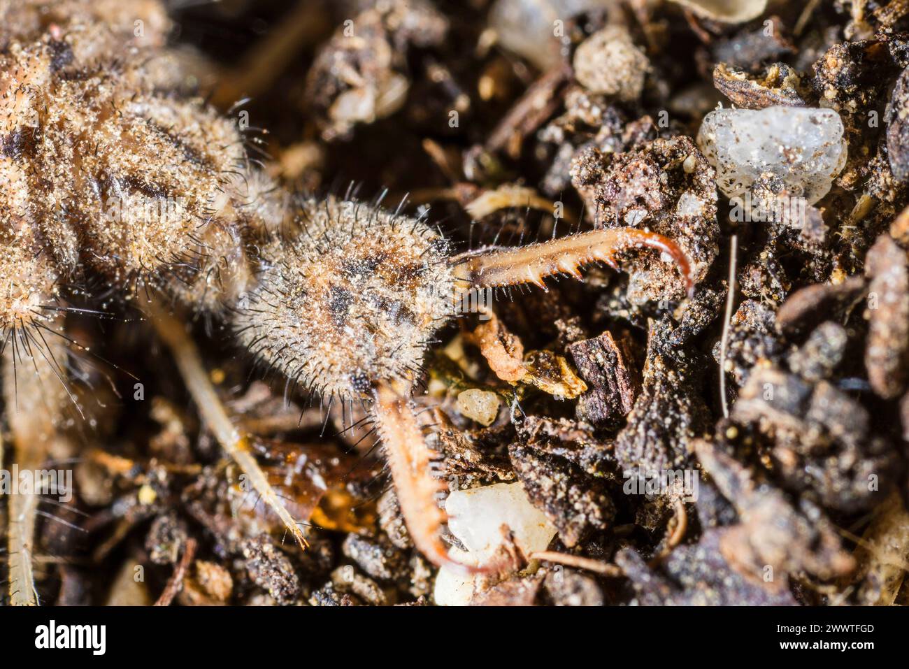 Formicolio europeo (Euroleon nostras), larva a terra, testa, Germania Foto Stock