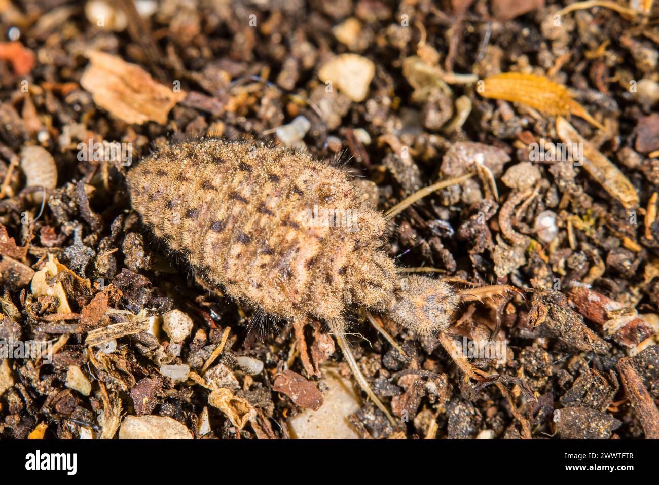 Formicolio europeo (Euroleon nostras), larva per terra, Germania Foto Stock