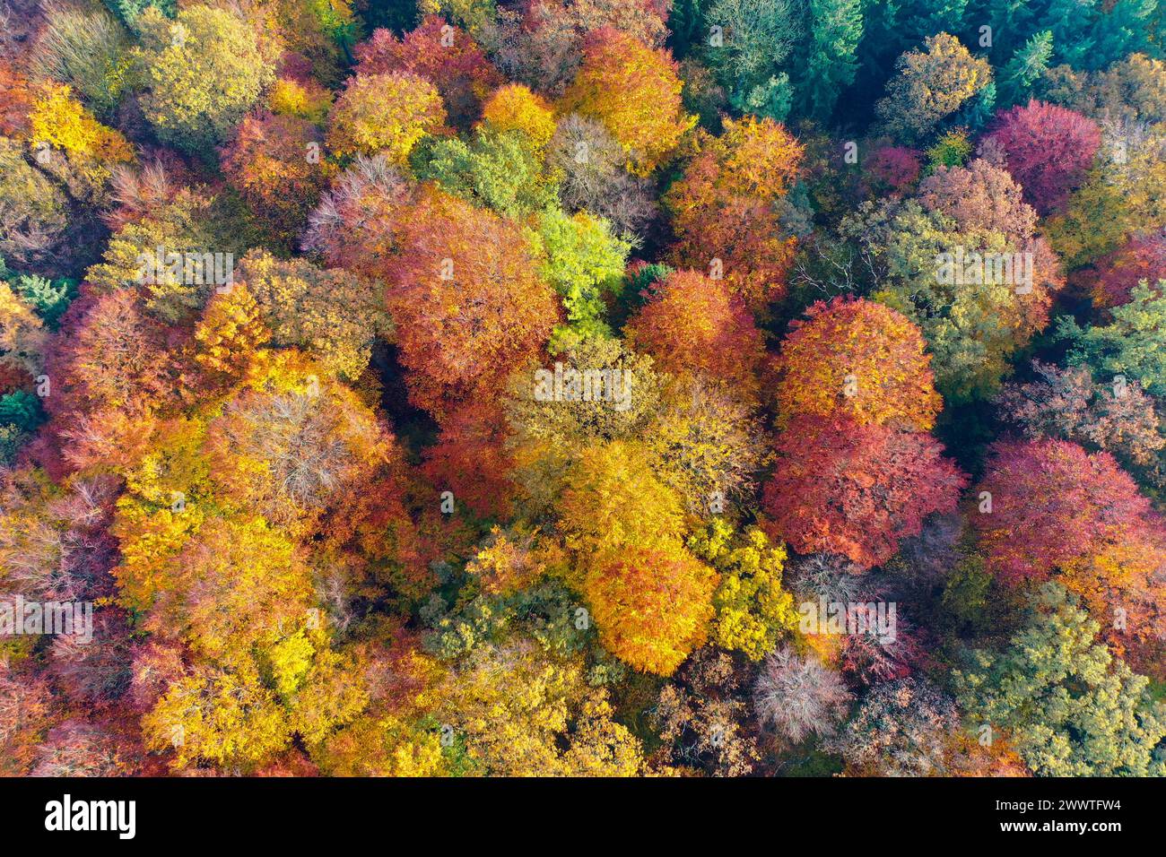 Foresta autunnale dall'alto, foto drone, Germania, Schleswig-Holstein Foto Stock