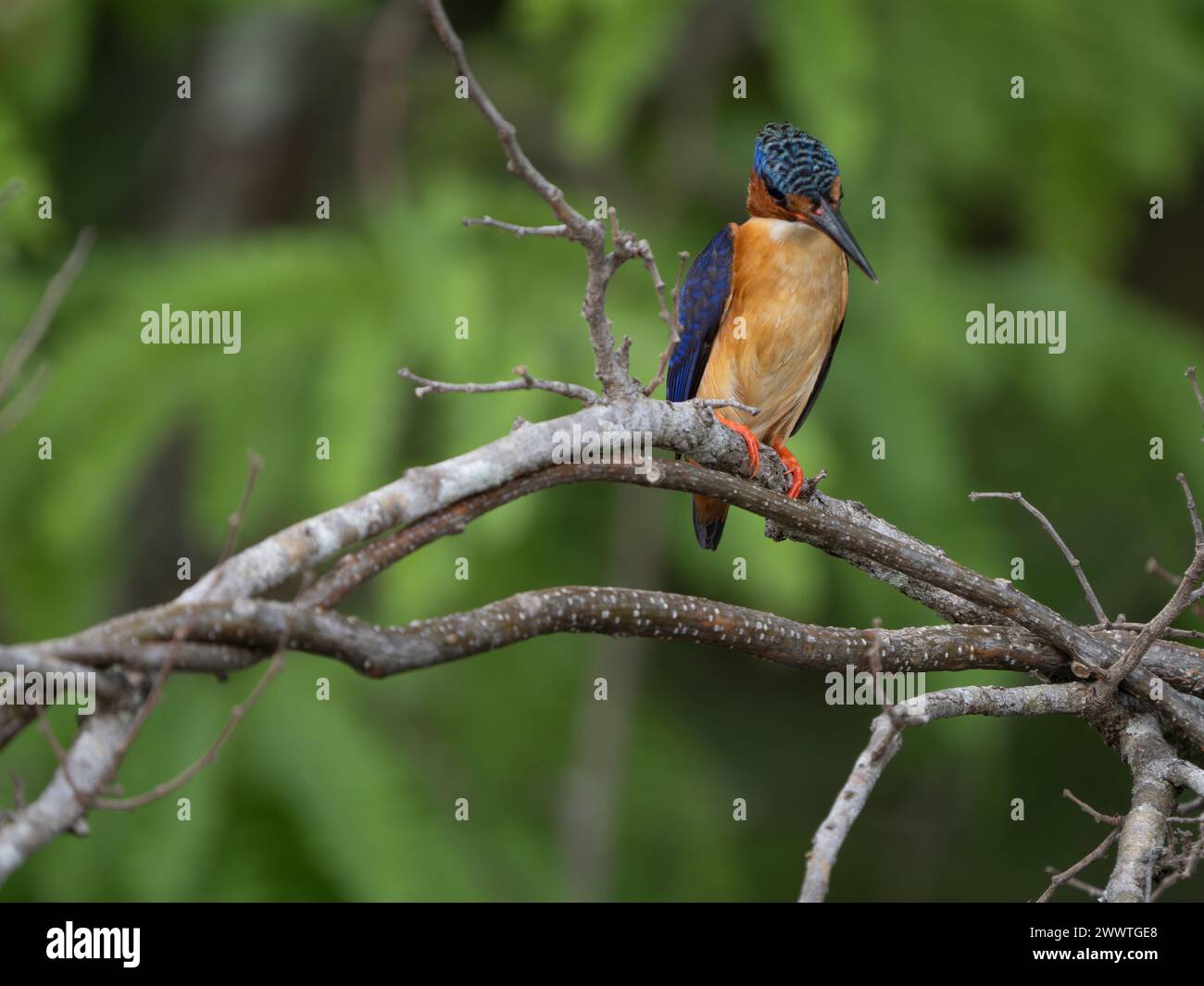 kingfisher malgascio, Corythornis vintsioides, Parco Nazionale Ankarafantsika, Madagascar Foto Stock