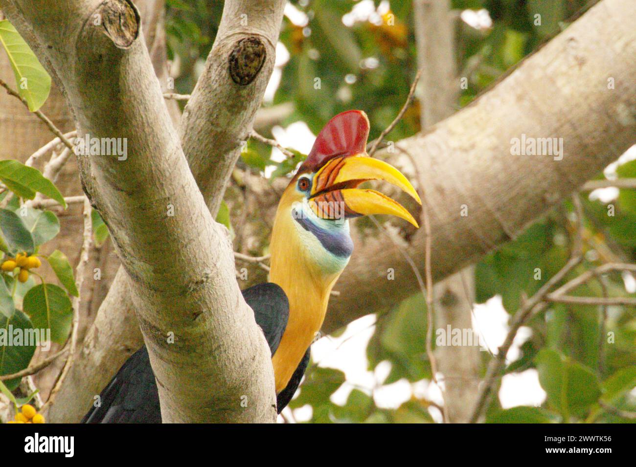 Ritratto di un carpino battuto (Rhyticeros cassidix) maschio, in quanto è appollaiato su un ramo di un albero di fico fruttato mentre si forgia in un'area vegetata vicino al Monte Tangkoko e al Monte Duasudara a Bitung, Sulawesi settentrionale, Indonesia. L'Unione internazionale per la conservazione della natura (IUCN) conclude che l'innalzamento delle temperature ha portato, tra gli altri, a cambiamenti ecologici, comportamentali e fisiologici nelle specie animali e nella biodiversità: "Oltre all'aumento dei tassi di malattie e degli habitat degradati, il cambiamento climatico sta anche causando cambiamenti nelle specie stesse, che minacciano la loro sopravvivenza". Foto Stock