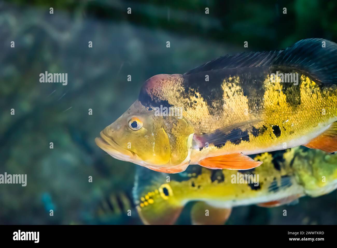 Cichla ocellaris, conosciuta come la farfalla di pavone in acquario Foto Stock