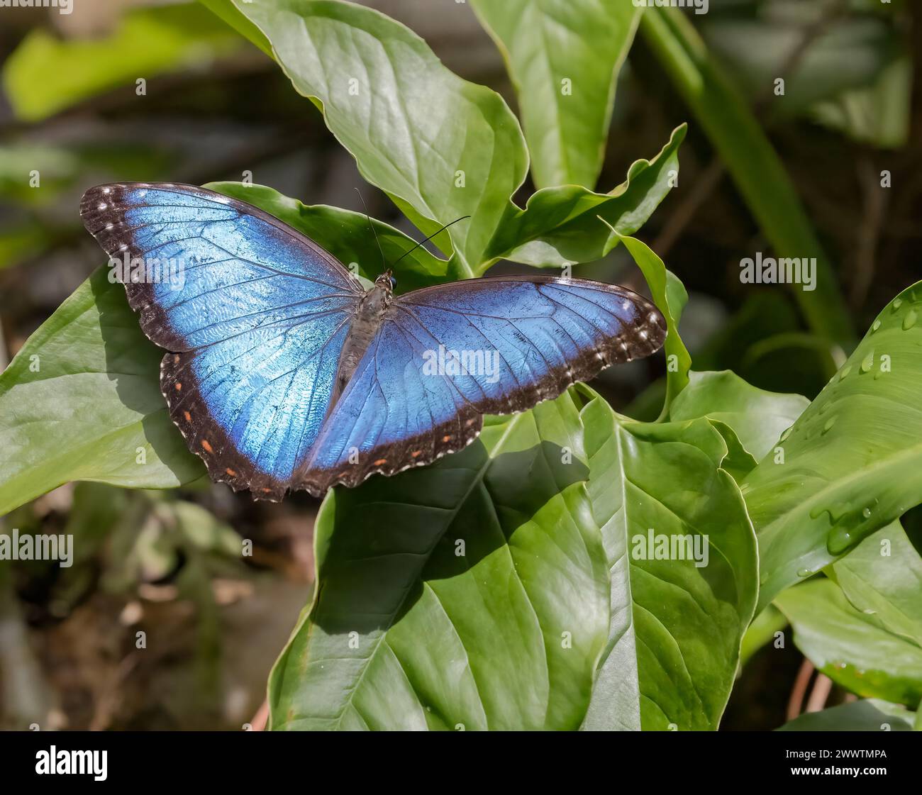 Butterfly Blue Morpho maschile su un primo piano di foglie verdi Foto Stock