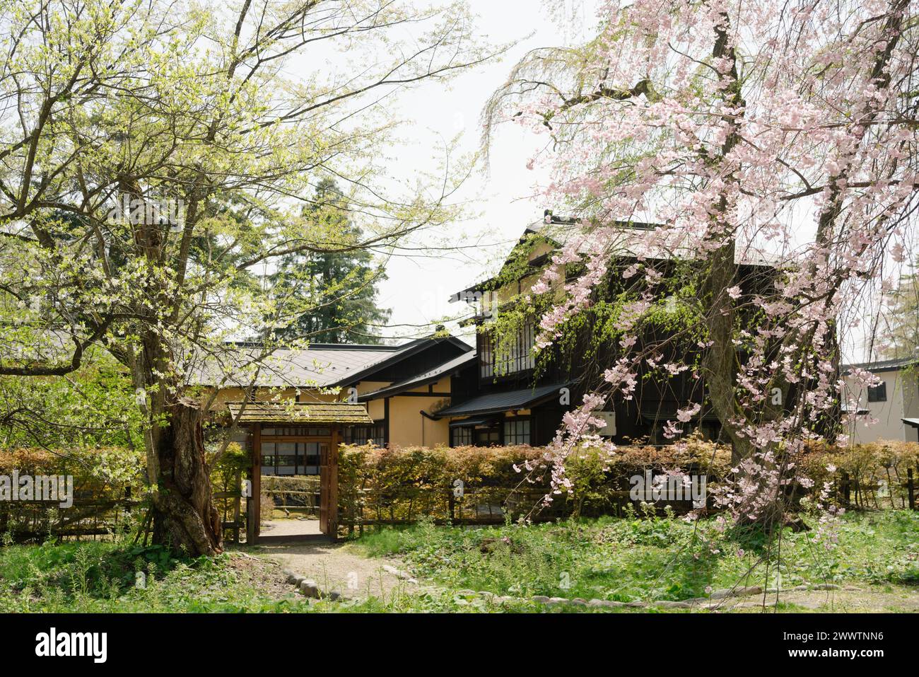 La via della residenza dei samurai di Kakunodate ad Akita, in Giappone Foto Stock