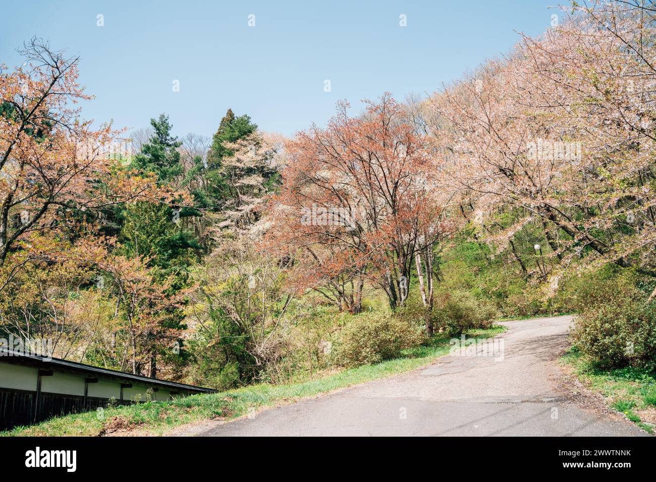 La strada dei ciliegi della foresta del castello di Kakunodate in fiore ad Akita, in Giappone Foto Stock