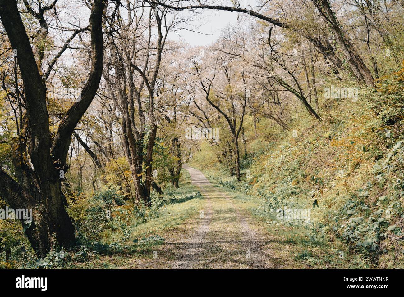 Strada pedonale nella foresta del castello di Kakunodate ad Akita, Giappone Foto Stock