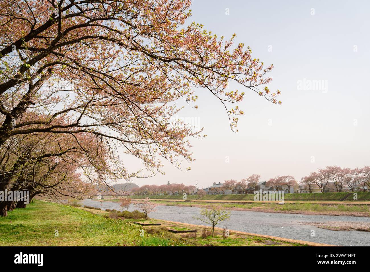 Via Kakunodate e fiume Hinokinai in primavera ad Akita, in Giappone Foto Stock