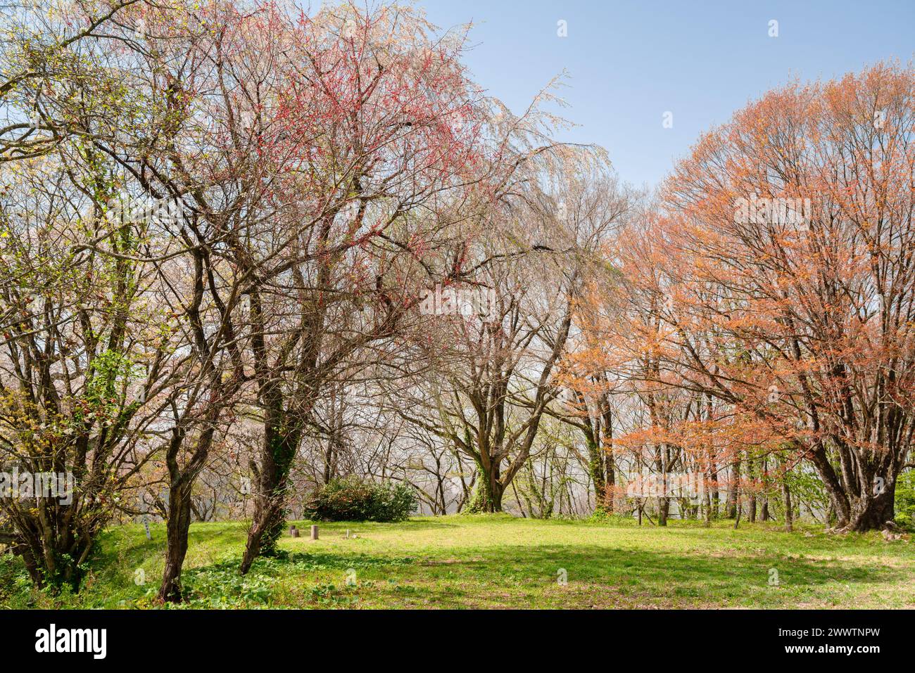 Il castello di Kakunodate fiorisce la foresta di ciliegi ad Akita, in Giappone Foto Stock