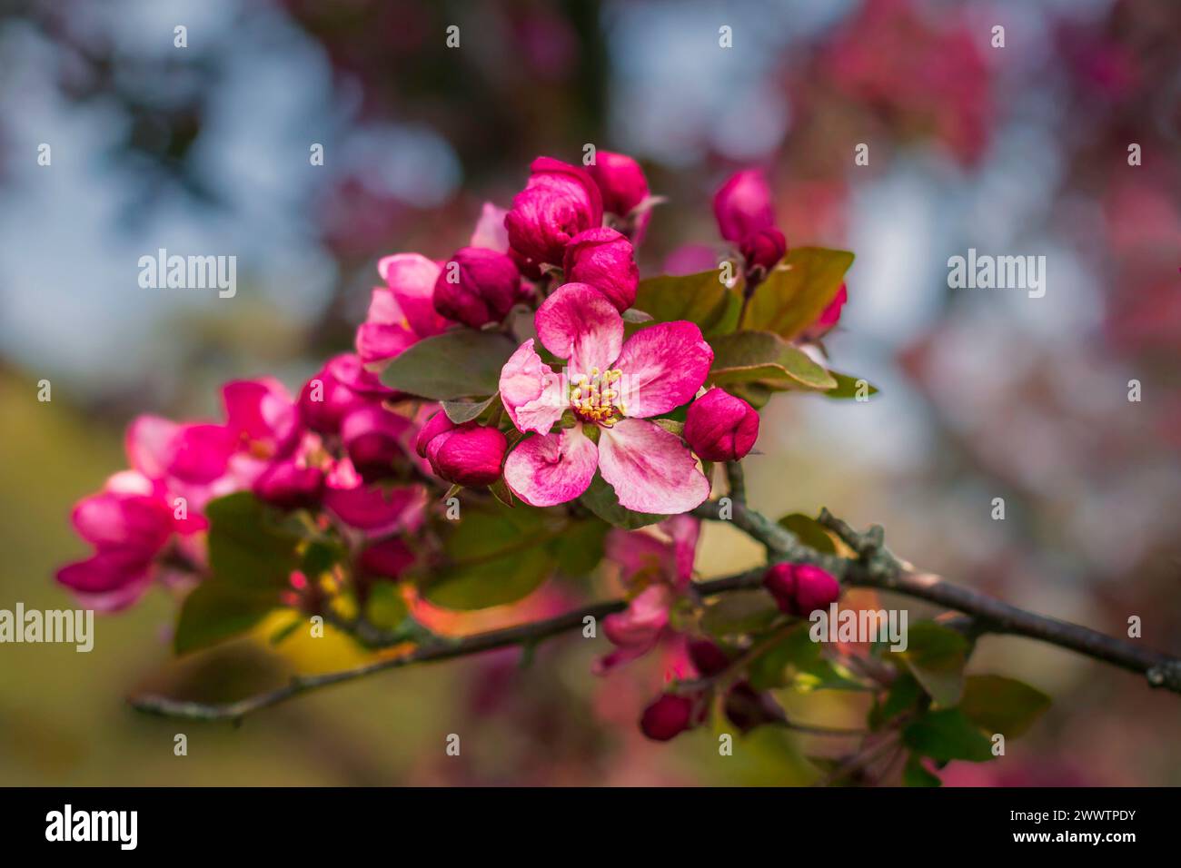 Macro di fiori di crabapple rosa (Malus) nel Royal Botanical Gardens Arboretum, Hamilton, Ontario, Canada. Foto Stock