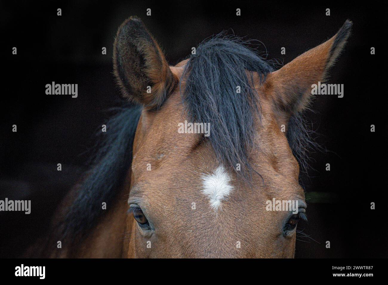 Il vecchio Tiko Foto Stock