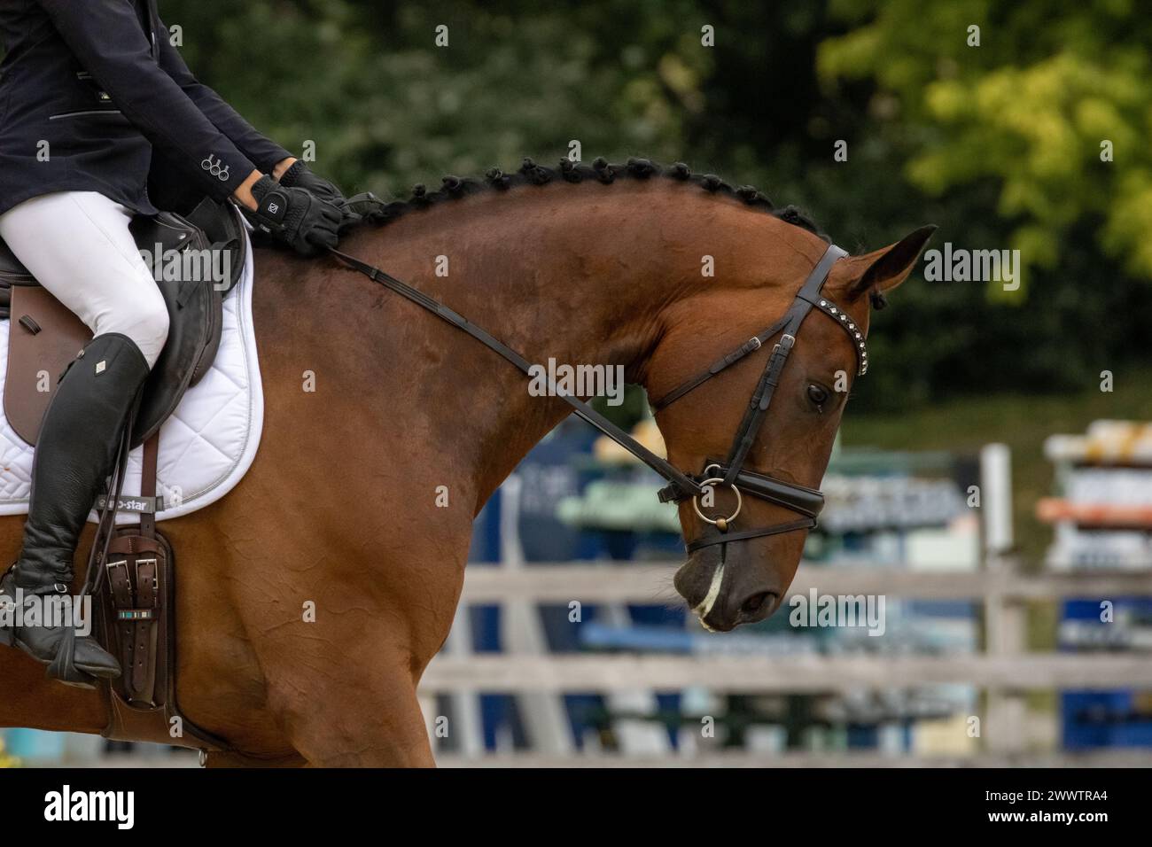 Fritzi, la star del dressage olimpico in arrivo Foto Stock