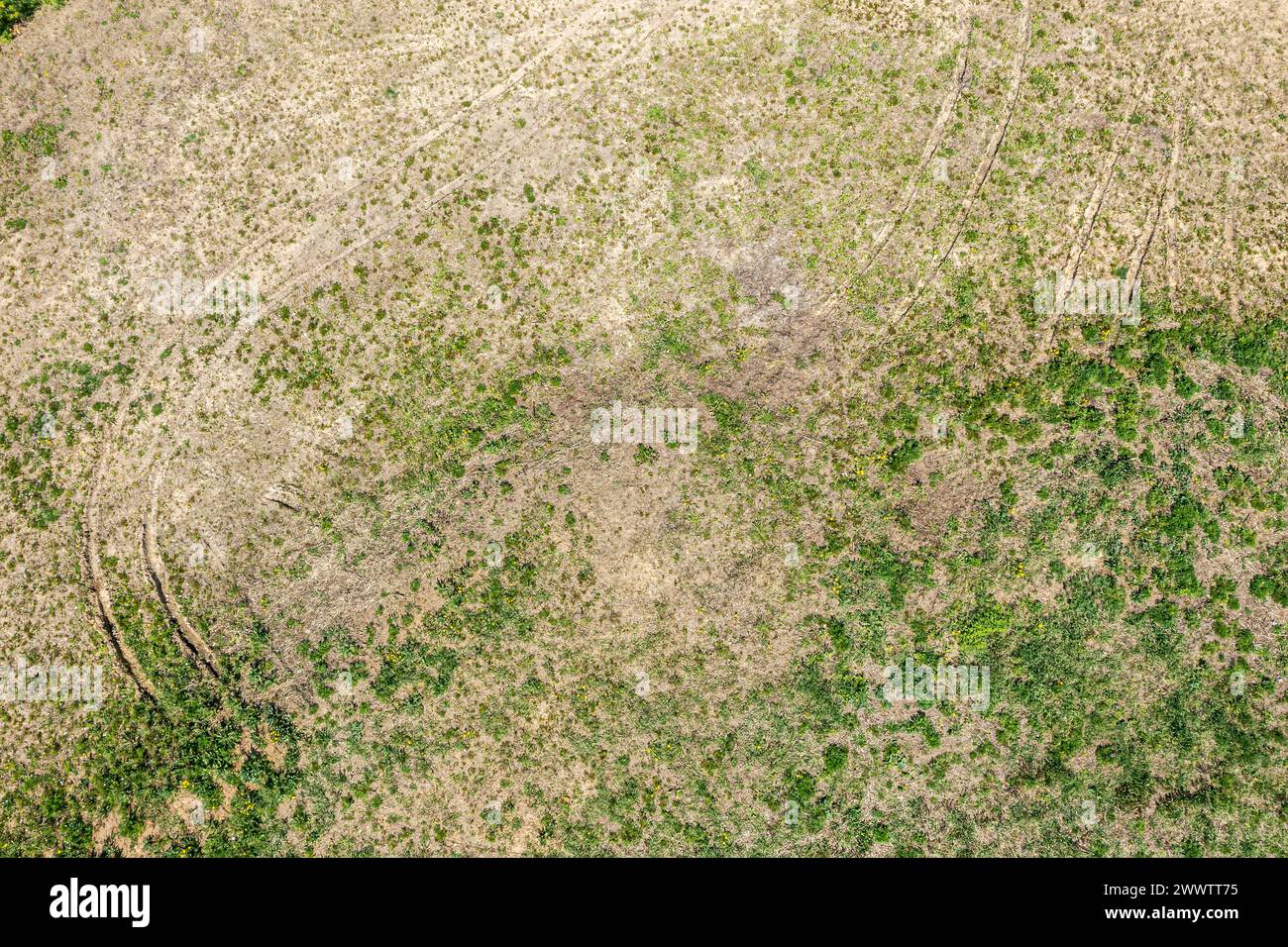 impronte degli pneumatici del trattore su un campo erboso a molla. vista dall'alto dal drone. Foto Stock