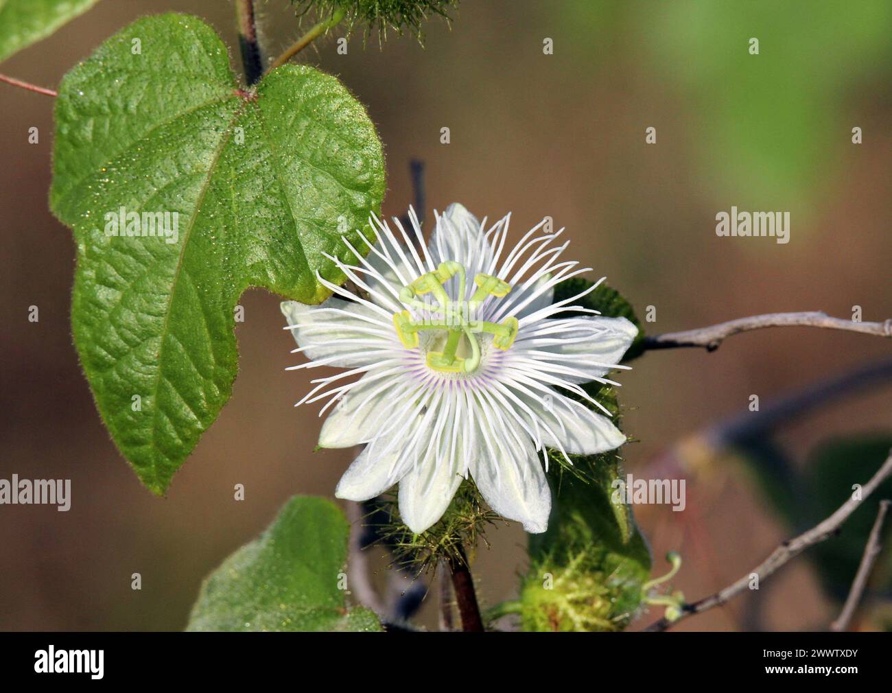 Fiore bianco su una pianta di Passiflora foetida in un giardino Foto Stock