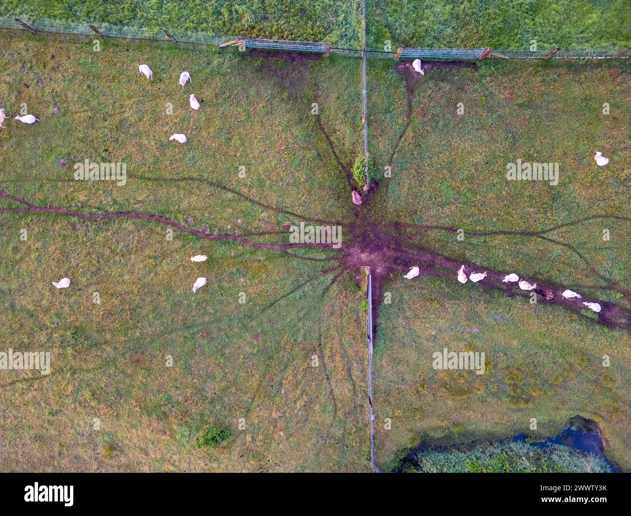 Questa immagine viene scattata da una prospettiva aerea, mostrando un lussureggiante pascolo verde con un gruppo di pecore che pascolano. Il punto focale dell'immagine è la convergenza di più percorsi di animali che formano un modello simile a una stella al centro, dove i sentieri si intersecano in una zona fangosa e priva di erba. I percorsi emanano verso l'esterno come raggi su una ruota, indicando un uso frequente da parte degli animali. Il pascolo è segmentato da semplici recinzioni, il che suggerisce che si tratta di un paesaggio agricolo gestito. Nonostante l'illuminazione soffusa, l'ambiente pastorale è chiaro e trasmette un senso di serena vita rurale. Le pecore sono sparse, Foto Stock