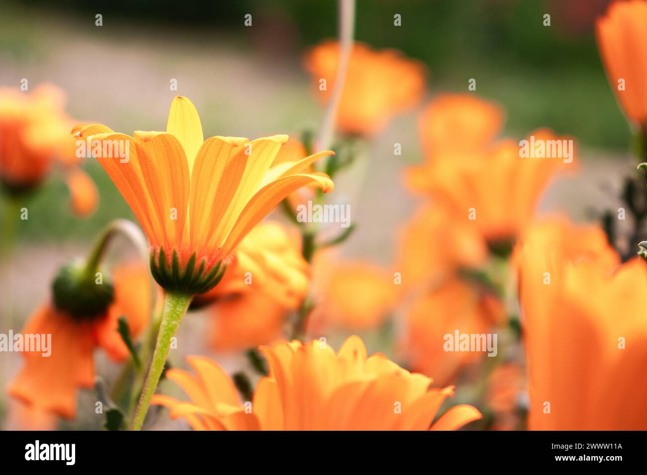 Giardino botanico di Barcellona, Fiori in primavera, Spagna, Europa, sostenibilità, conservazione dell'ambiente, protezione della biodiversità, pianeta Terra Foto Stock