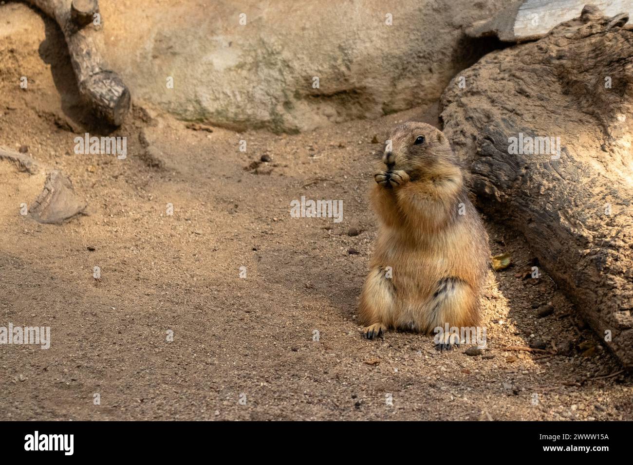 Cane della prateria dalla coda nera, Cynomys ludovicianus, zoo di Barcellona, Spagna, Europa, sostenibilità, conservazione dell'ambiente, protezione della biodiversità Foto Stock