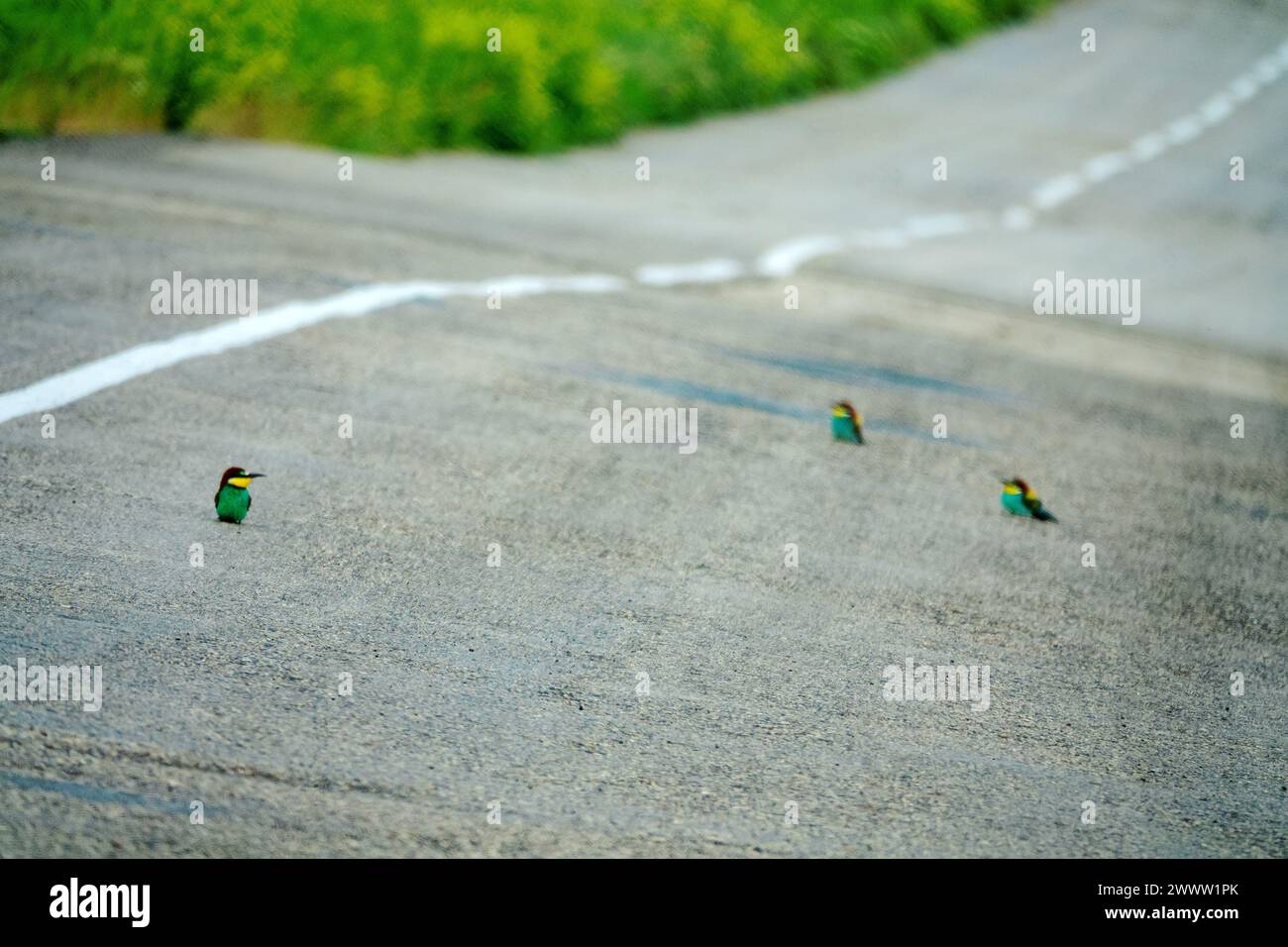 Gli apicoltori europei (Merops apiaster) sono seduti su una strada asfaltata perché è caldo e raccolgono insetti Foto Stock