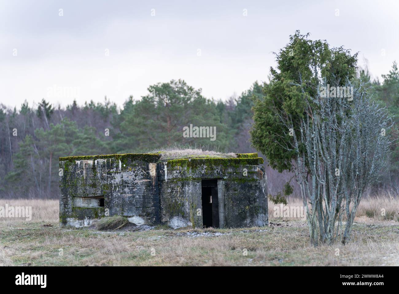 Patrimonio militare della seconda guerra mondiale Secondo bunker di guerra mondiale sul paesaggio della spiaggia. Un vecchio e concreto bunker e ginepro della seconda guerra mondiale. Foto Stock