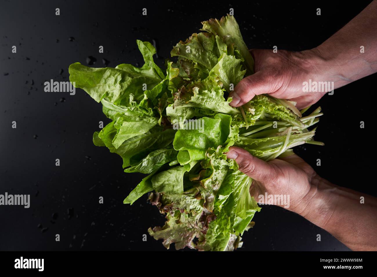 Le mani di un contadino che tiene in mano un mucchio di lattuga appena raccolta dal giardino su sfondo nero Foto Stock