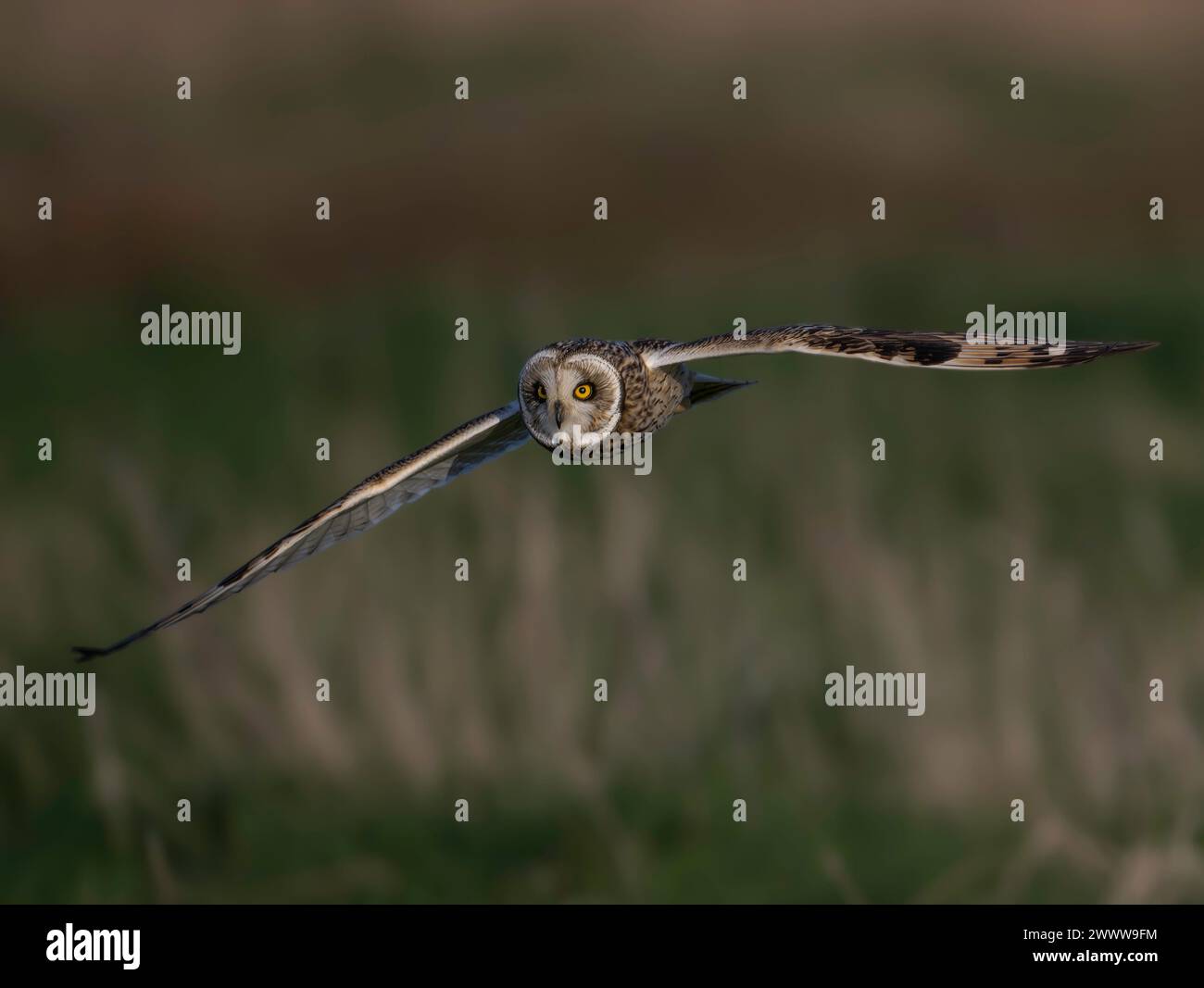 Owl Asio flammeus dalle orecchie corte in volo sopra le paludi a Ludham, North Norfolk, UK Foto Stock