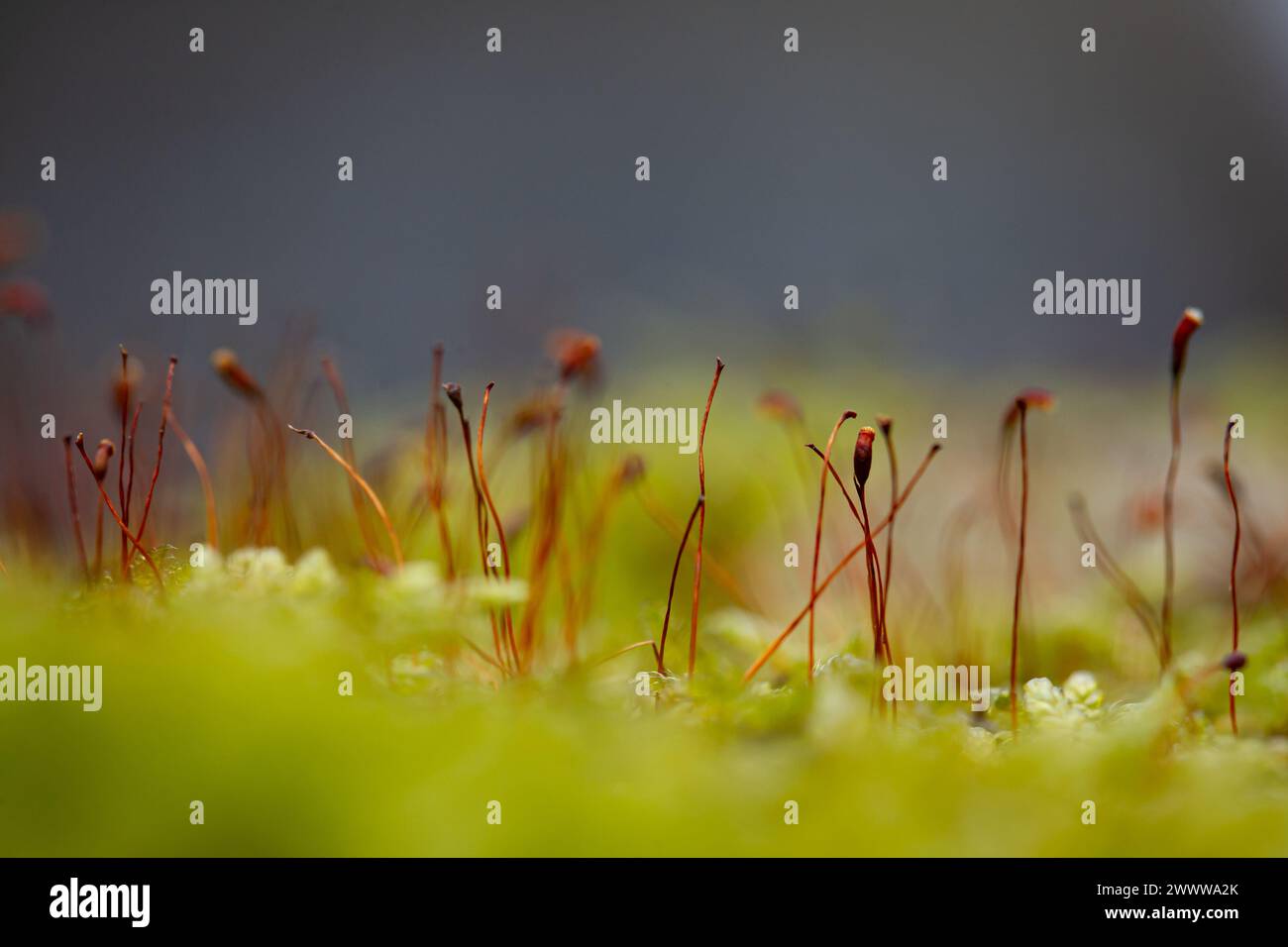 Primo piano del muschio con sfondo sfocato. Profondità di campo ridotta. Foto Stock