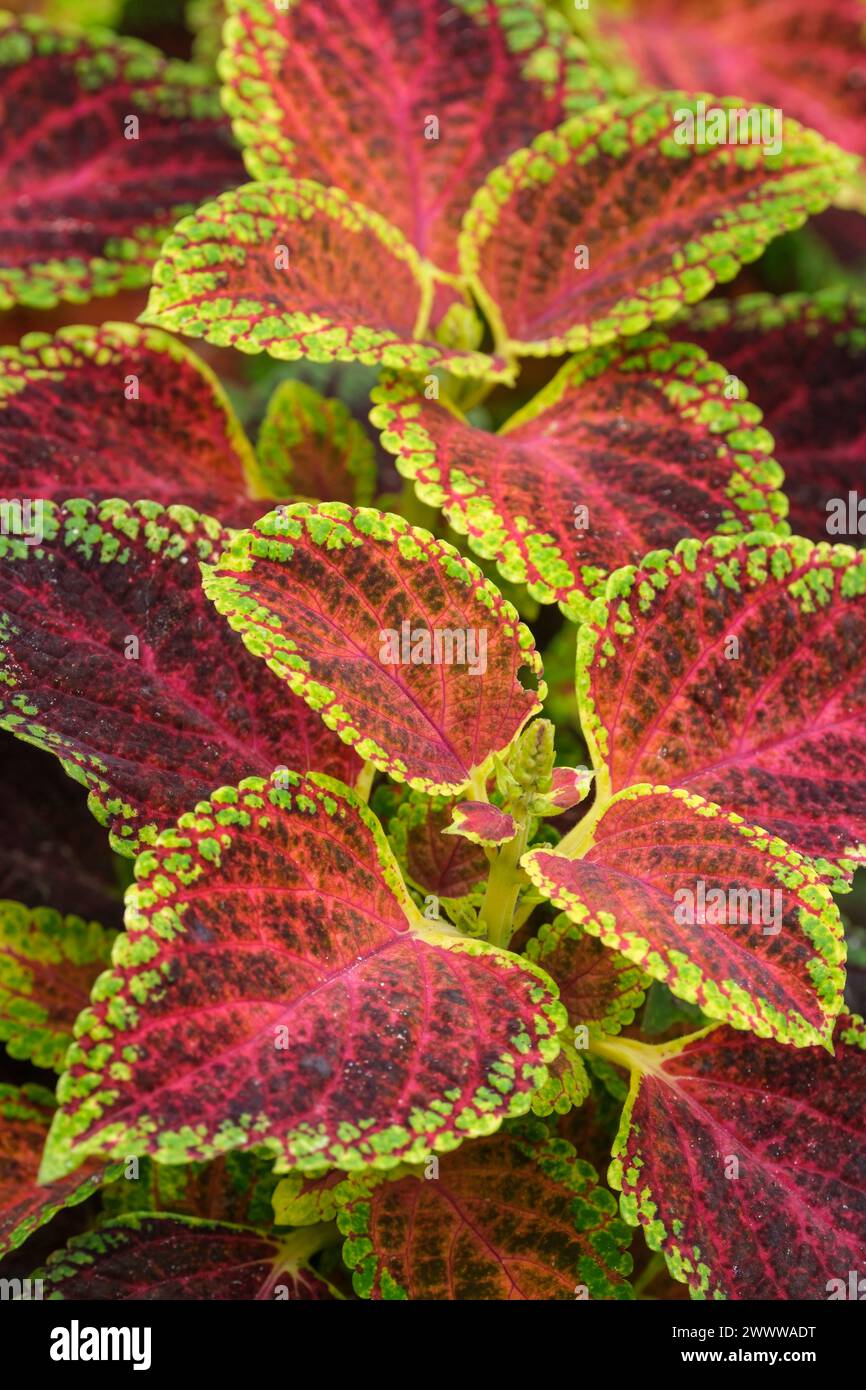 Coleus scutellarioides Nano Rosso, Nano Rosso coleus, foglie multicolore, regioni centrali rosse, frangia verde lime Foto Stock