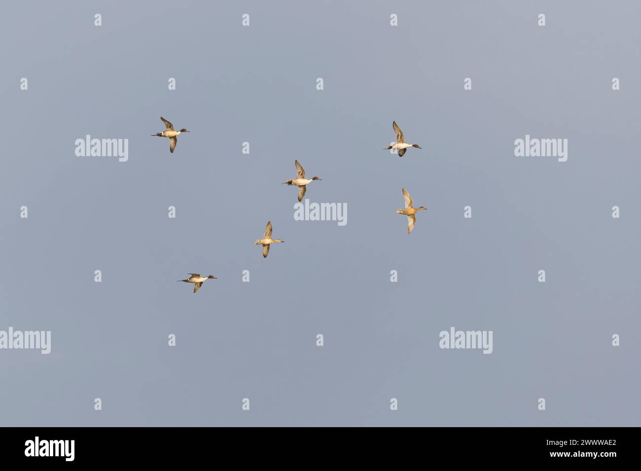 Northern pintail Anas acuta, 6 adulti, 4 maschi e 2 femmine che volano, Suffolk, Inghilterra, marzo Foto Stock