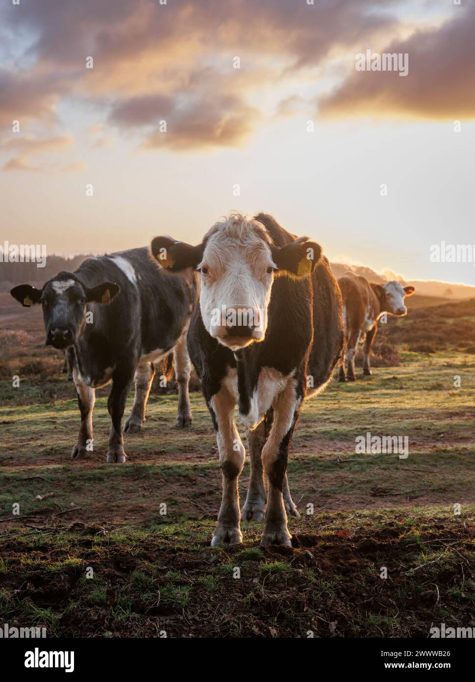 Mucche nella New Forest guardano nella fotocamera e si illuminano delicatamente su un lato dal sole del mattino presto Foto Stock