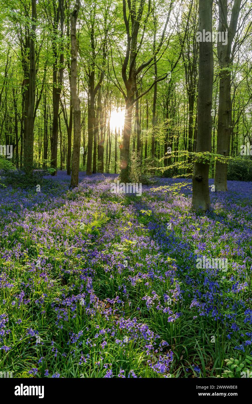 Bluebells; Hyacintoides non-scripta; fioritura; West Woods; Marlborough; Wiltshire, Regno Unito Foto Stock