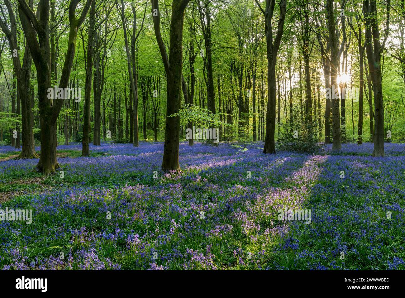 Bluebells; Hyacintoides non-scripta; fioritura; West Woods; Wiltshire; REGNO UNITO Foto Stock