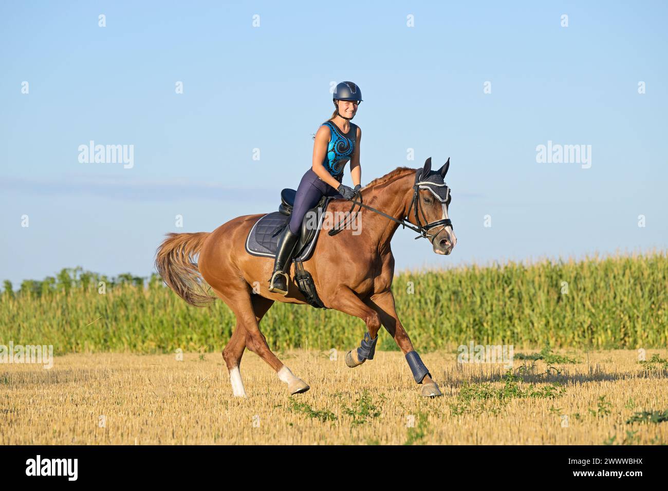 Cavaliere sul cavallo bavarese galoppando in un campo stoppato Foto Stock