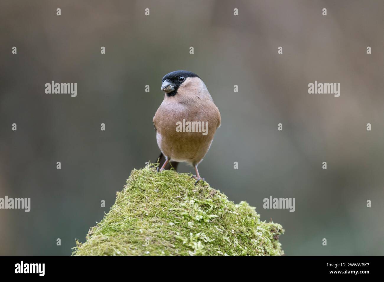 Bullfinch; Pyrrhula pyrrrhula; femmina; Regno Unito Foto Stock