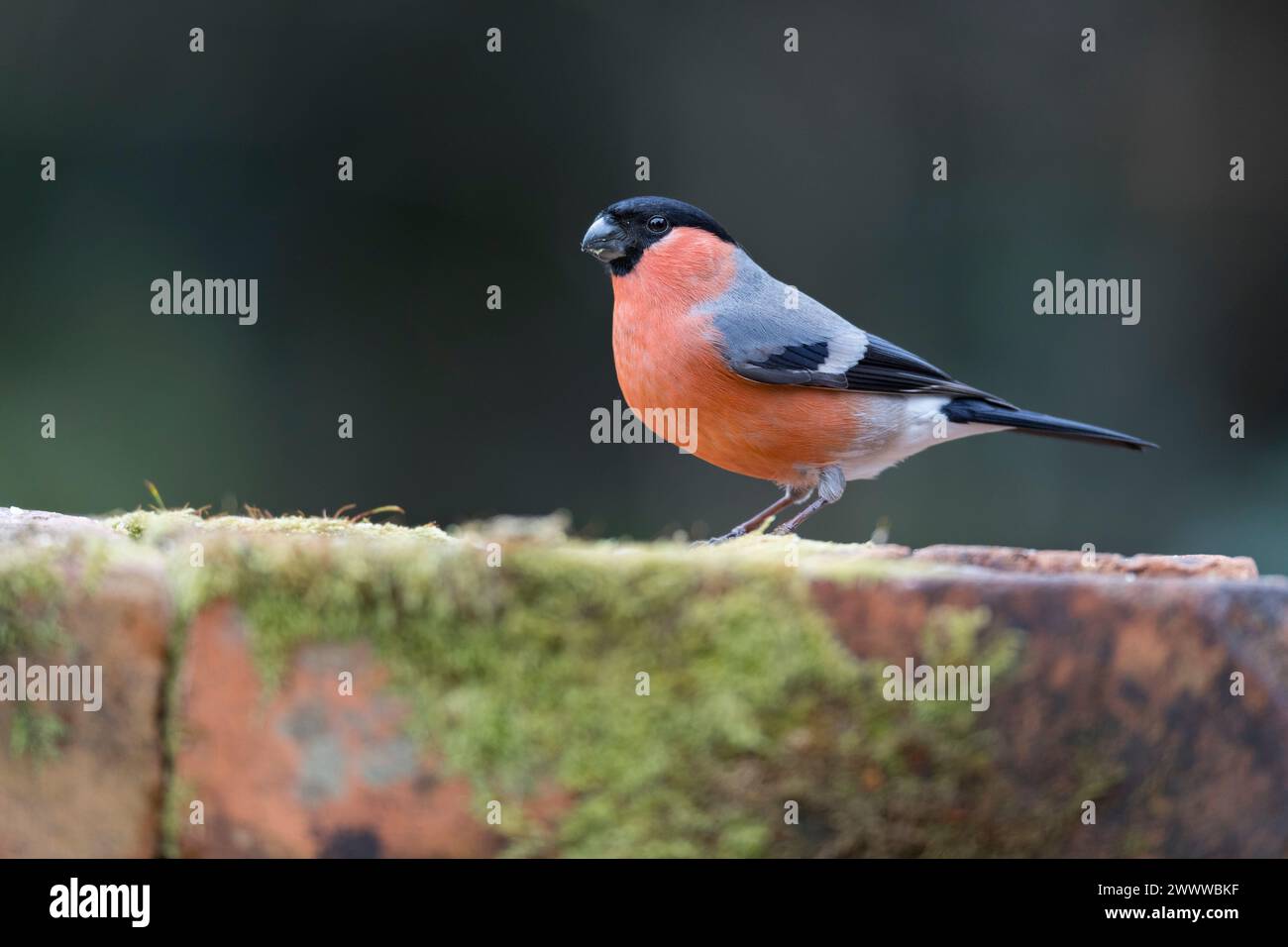 Bullfinch; Pyrrhula pyrrrhula; maschio; Regno Unito Foto Stock
