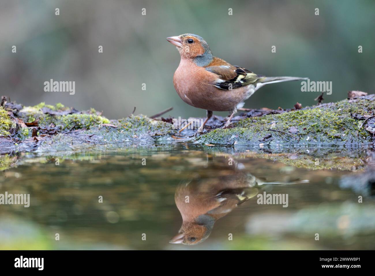 Chaffinch; Fringilla coelebs; maschio; AT Water; Regno Unito Foto Stock