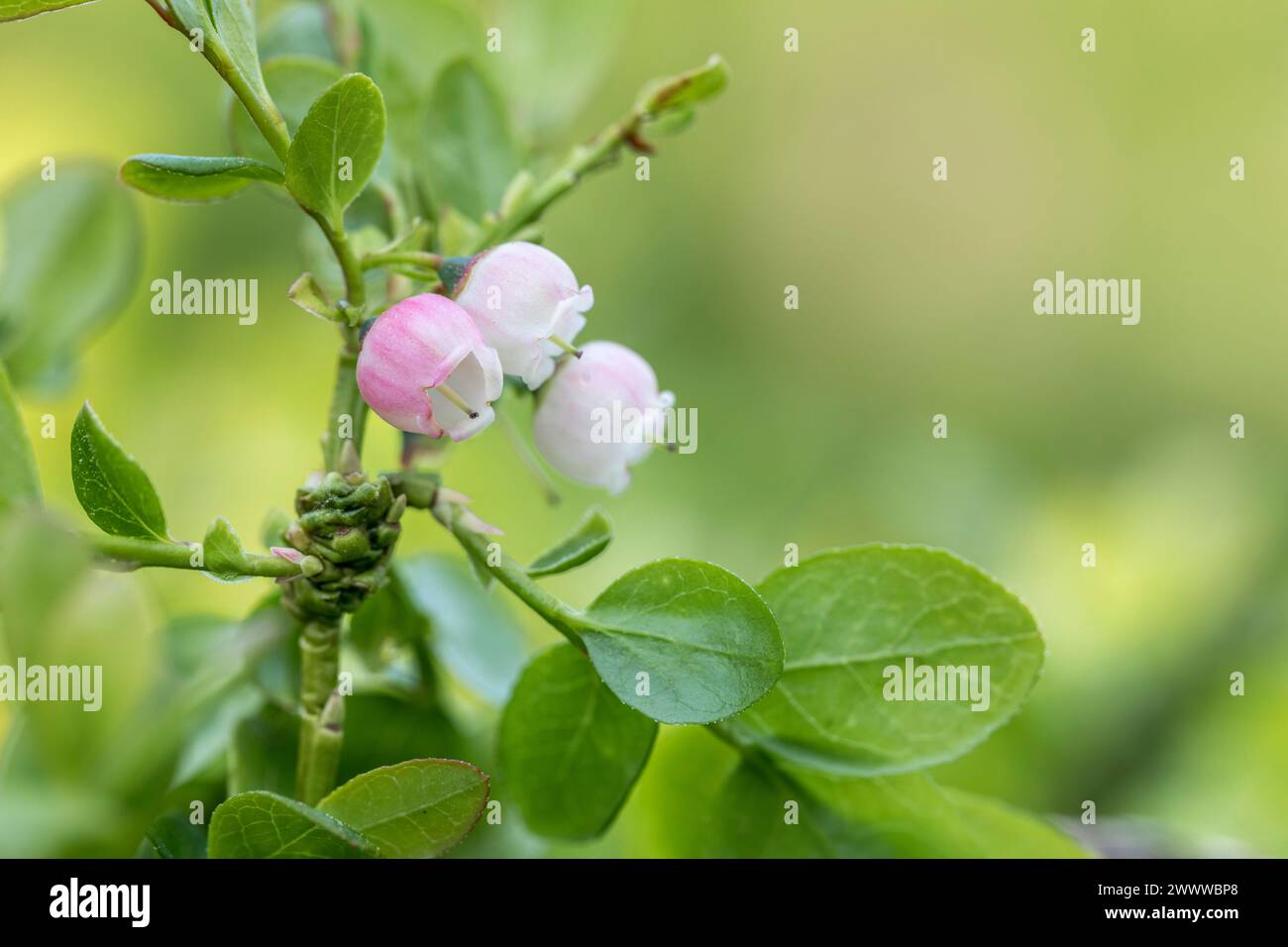 Chaseberry; Vaccinium intermedium; Flowersw; Cannock Chase; UK Foto Stock