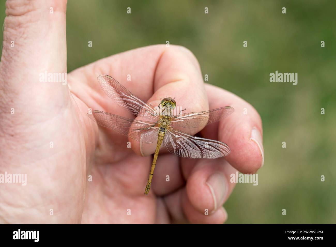 Common Darter Dragonfly; Sympetrum striolatum; Female on Hand; UK Foto Stock