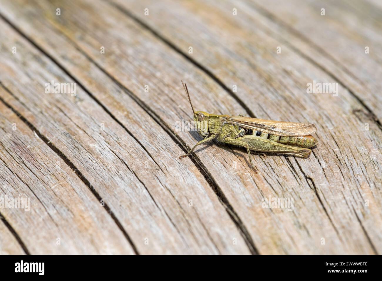 Common Field Grasshopper; Chorthippus brunneus; On Wood; UK Foto Stock