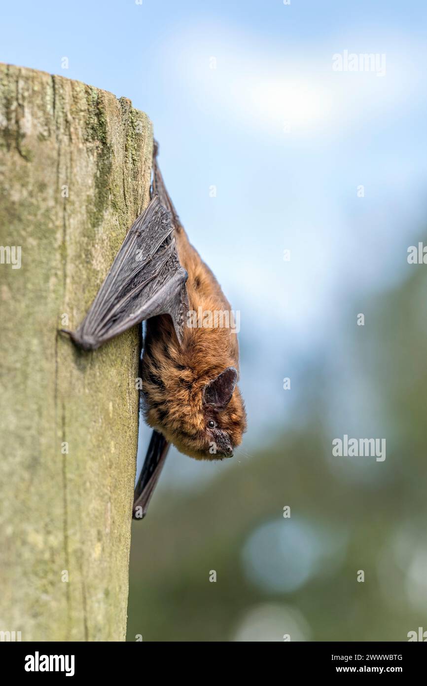 Pipistrello comune; Pipistrellus pipipistrellus; Regno Unito Foto Stock