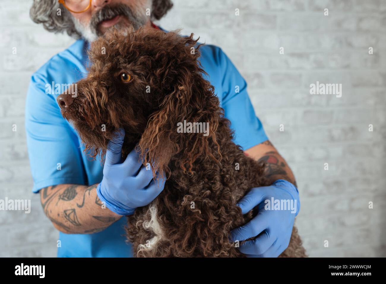 Tecnico veterinario che esamina un cane Foto Stock