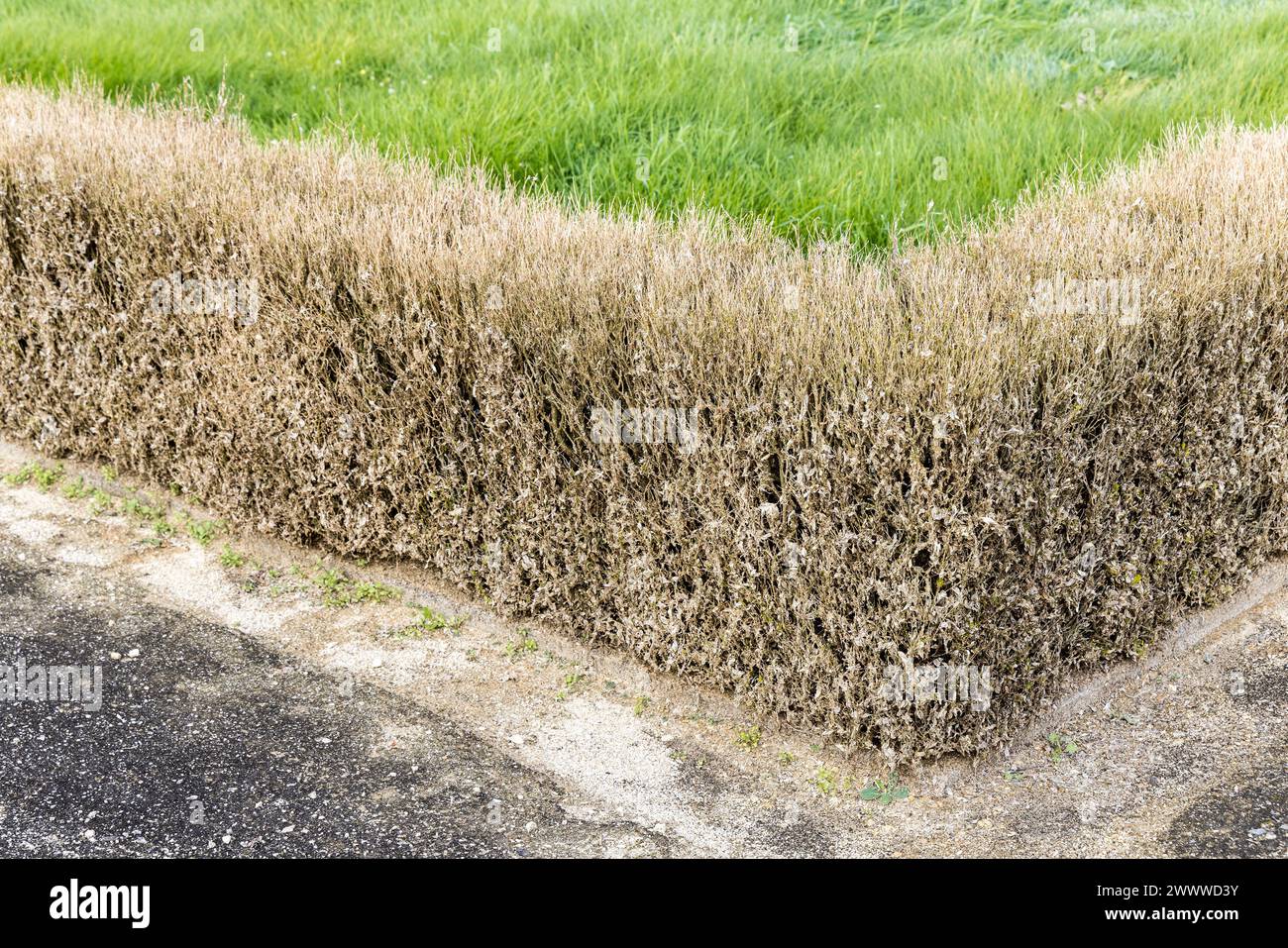 Box Blight fungina malattia Calonectria spp di box vegetale siepe, Chateau de Seneffe, Seneffe, Vallonia, Belgio Foto Stock