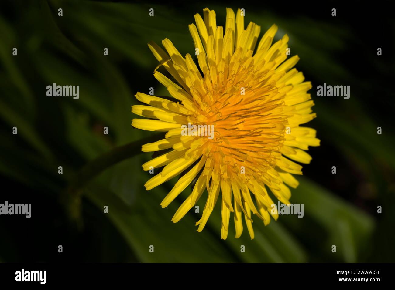 Dandelion Taraxacum Flower Head Foto Stock