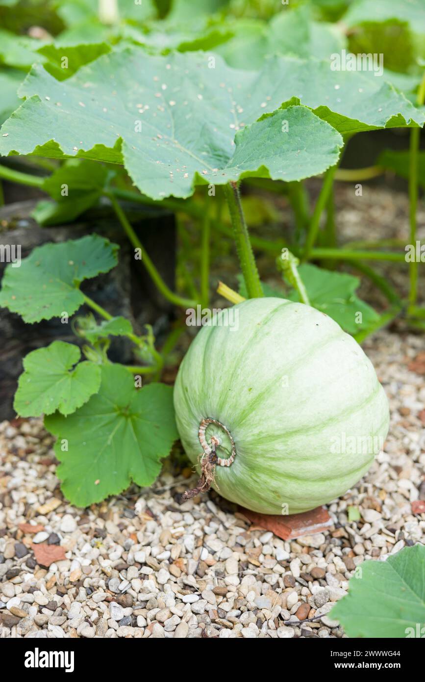 Squash invernale Principe ereditario che cresce in un orto in estate, Regno Unito Foto Stock
