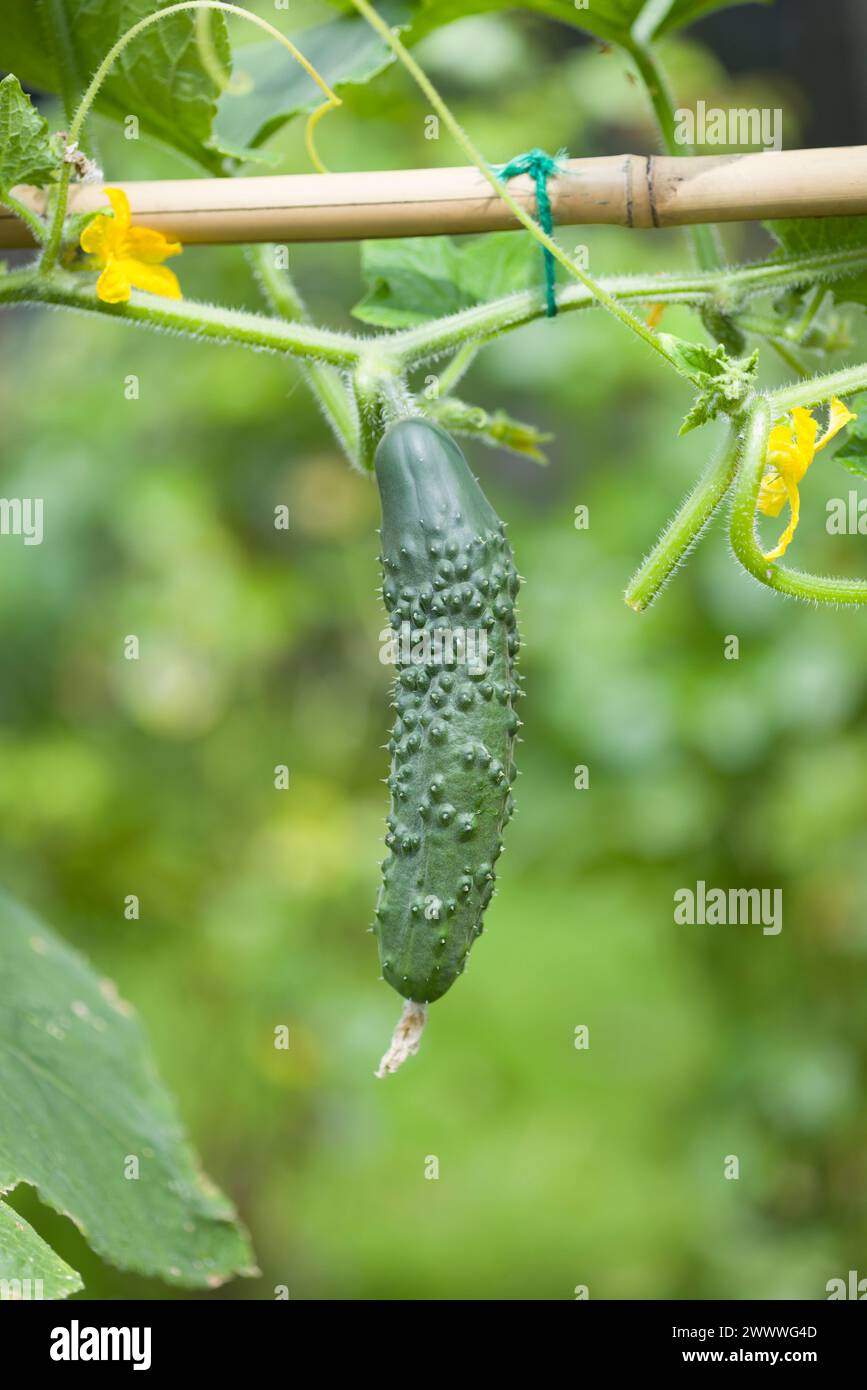 Primo piano di cetrioli (Bedfordshire Prize ridged Cucumbers) che crescono su una pianta in un giardino inglese in estate, Regno Unito Foto Stock